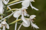 White fringed orchid